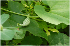 Trichosanthes cucumerina